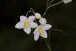 Jasmine nightshade